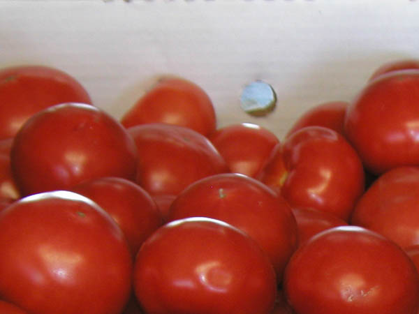 Greenhouse Tomatoes /