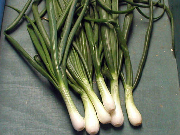 Sweet Texas Spring Onions